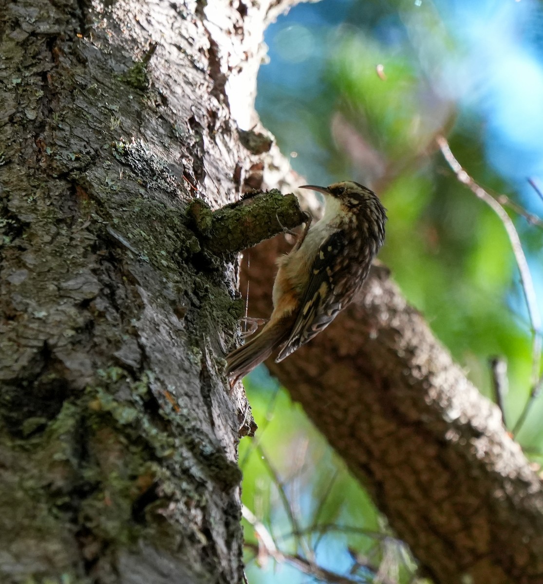 Brown Creeper - ML643593422