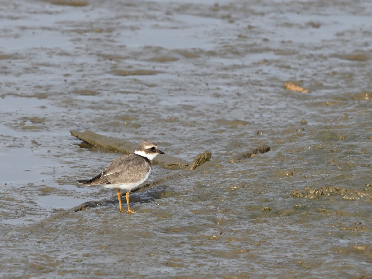 Sandregenpfeifer - ML643593423