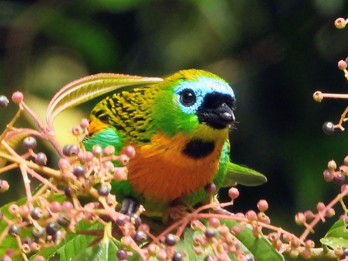 Brassy-breasted Tanager - ML643593424