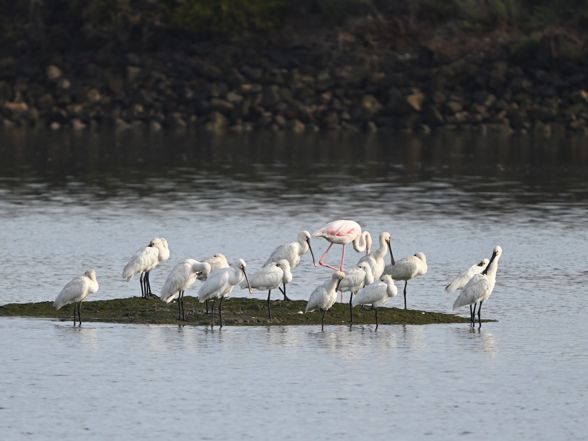 Löffler - ML643593433