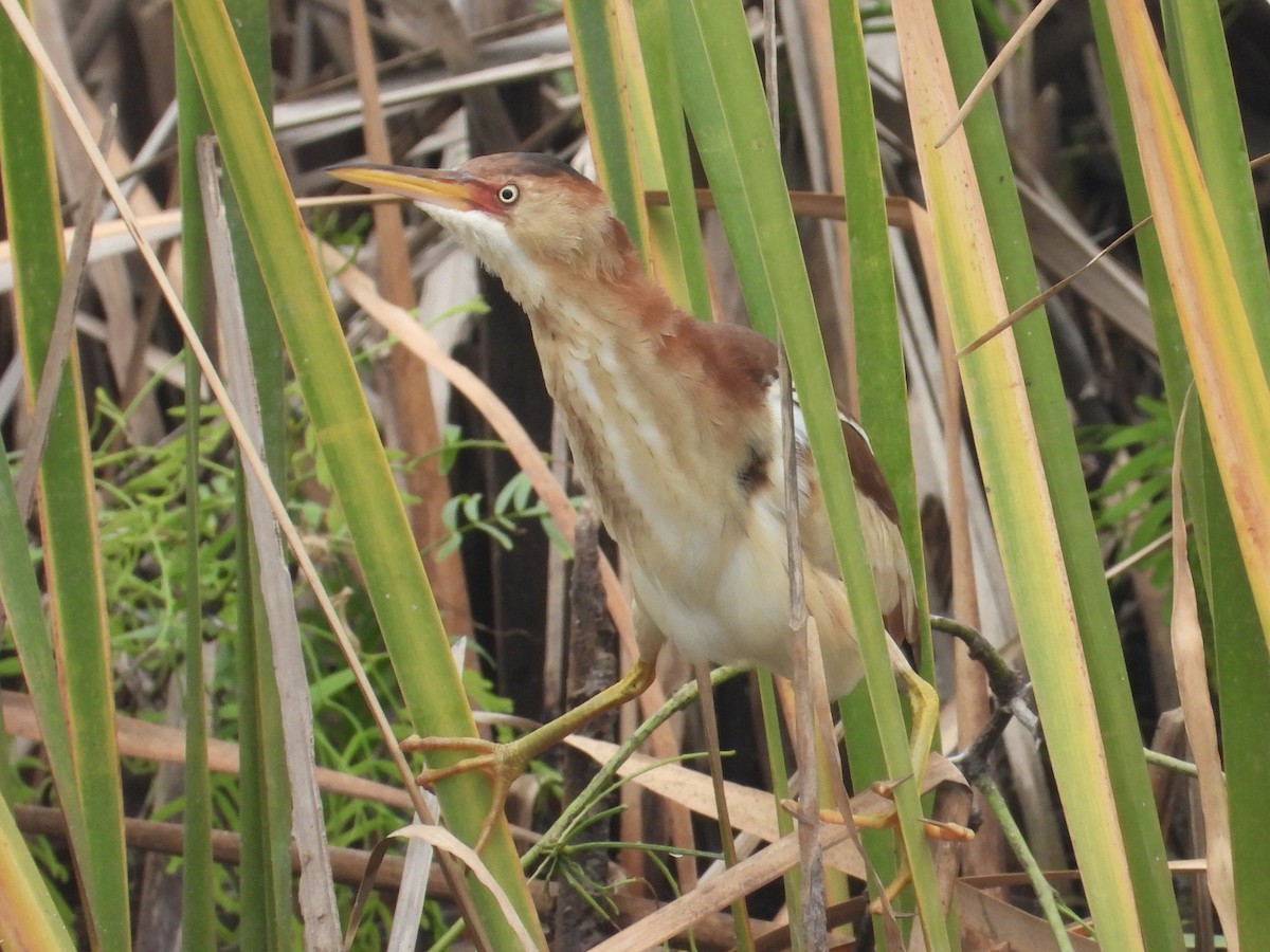 Least Bittern - ML643593435