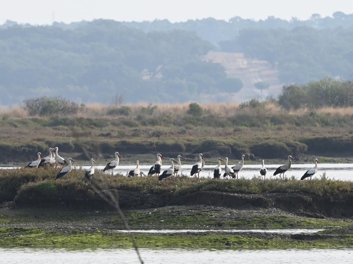 Weißstorch - ML643593436