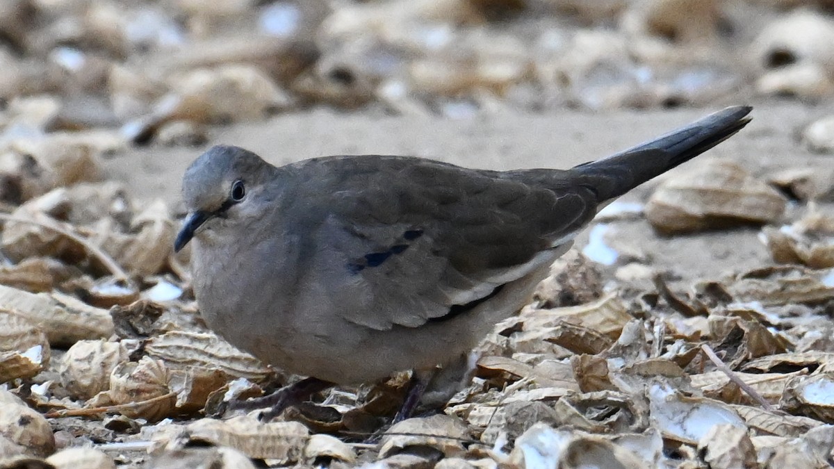 Picui Ground Dove - ML643593447