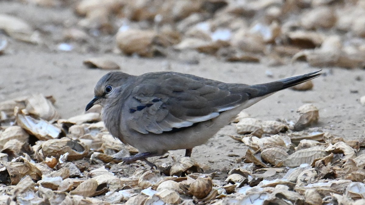 Picui Ground Dove - ML643593452