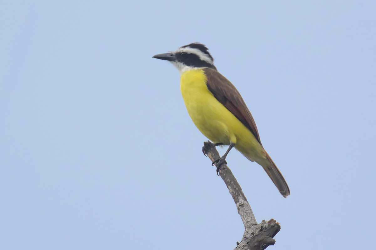 Great Kiskadee - ML643593478