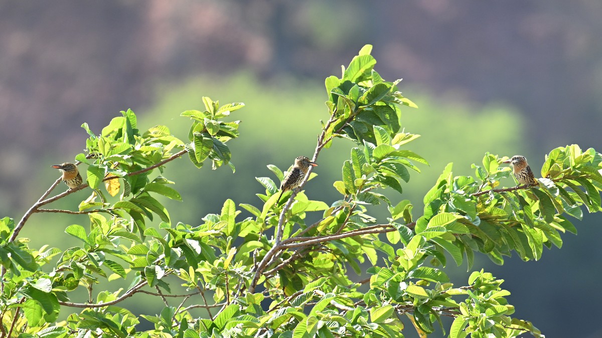 Tamatia tamajac (striatipectus) - ML643593487