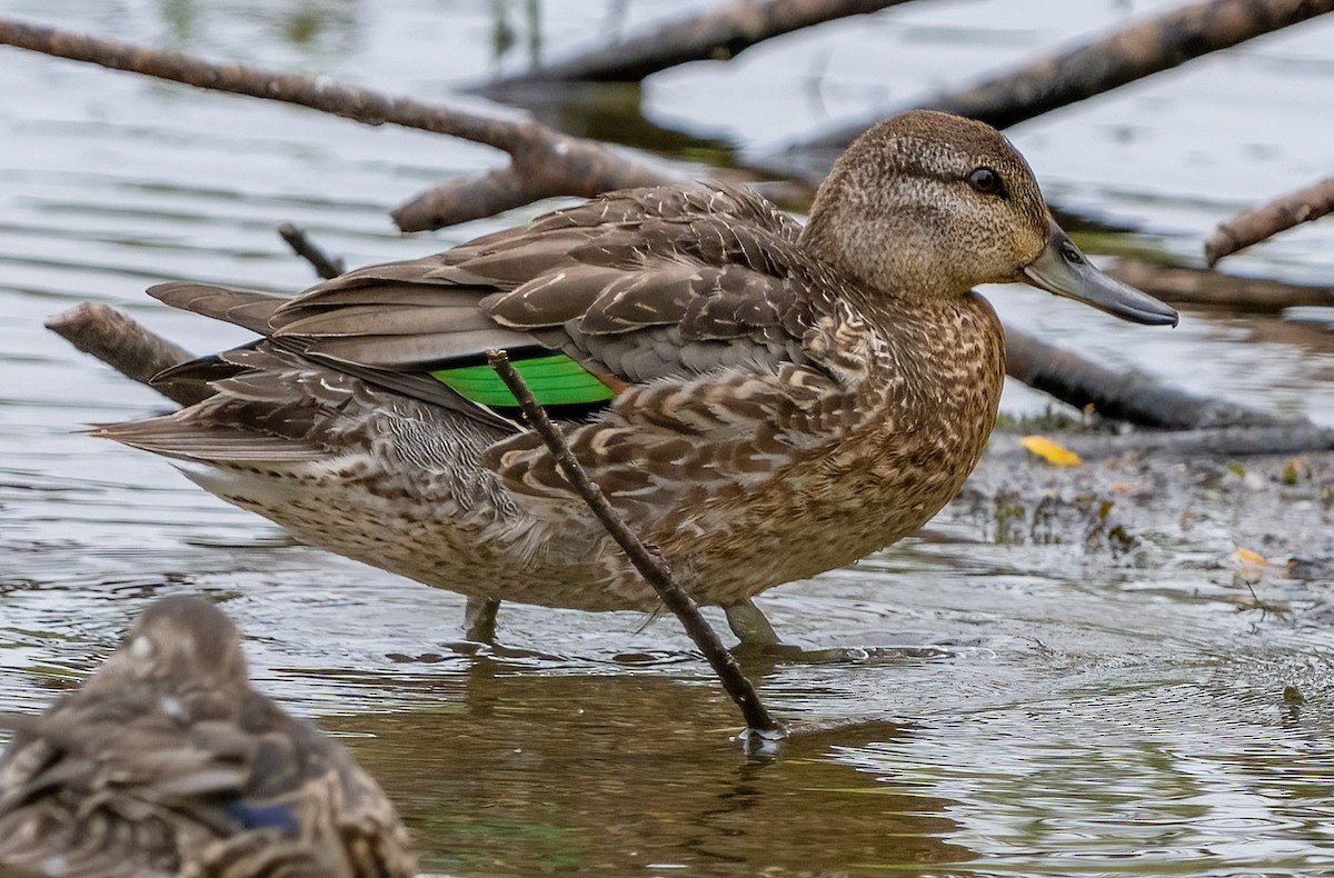 Green-winged Teal - ML643593495