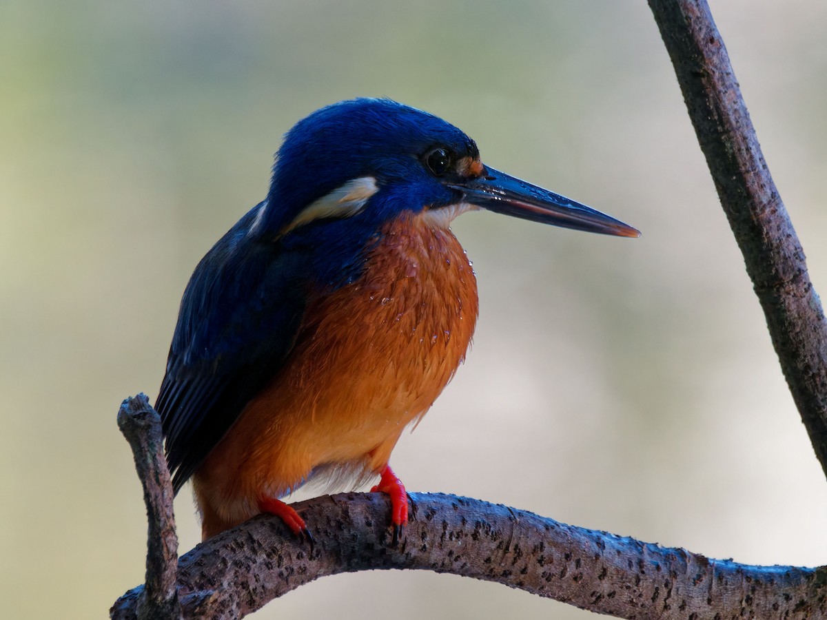 Azure Kingfisher - ML643593496