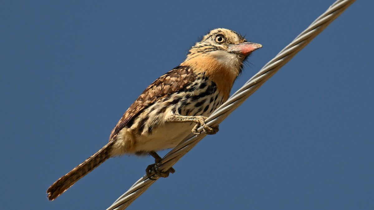 Tamatia tamajac (striatipectus) - ML643593502