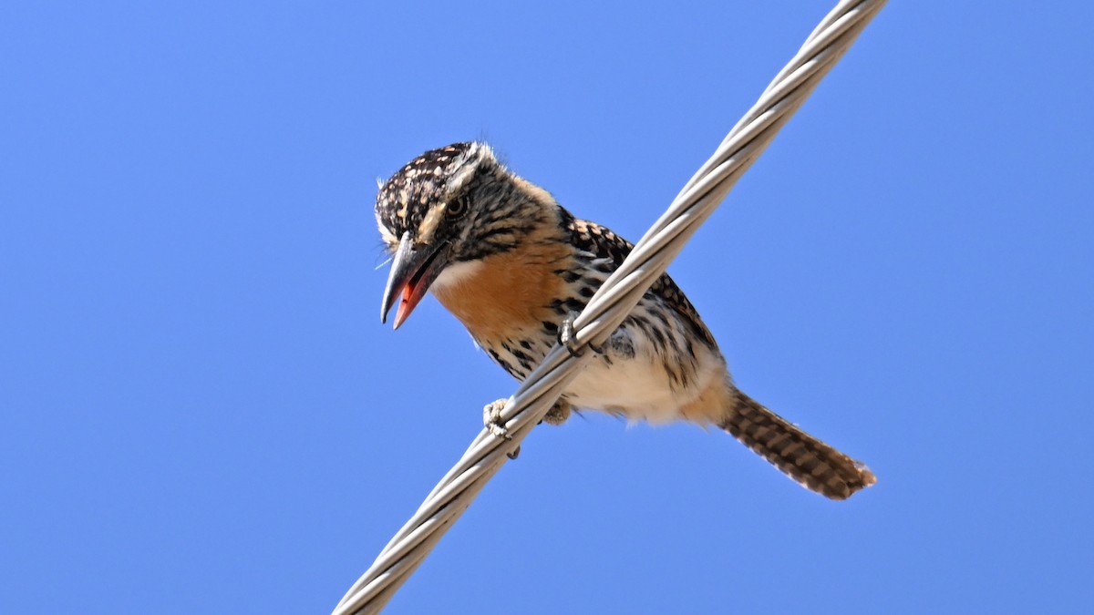 Tamatia tamajac (striatipectus) - ML643593508
