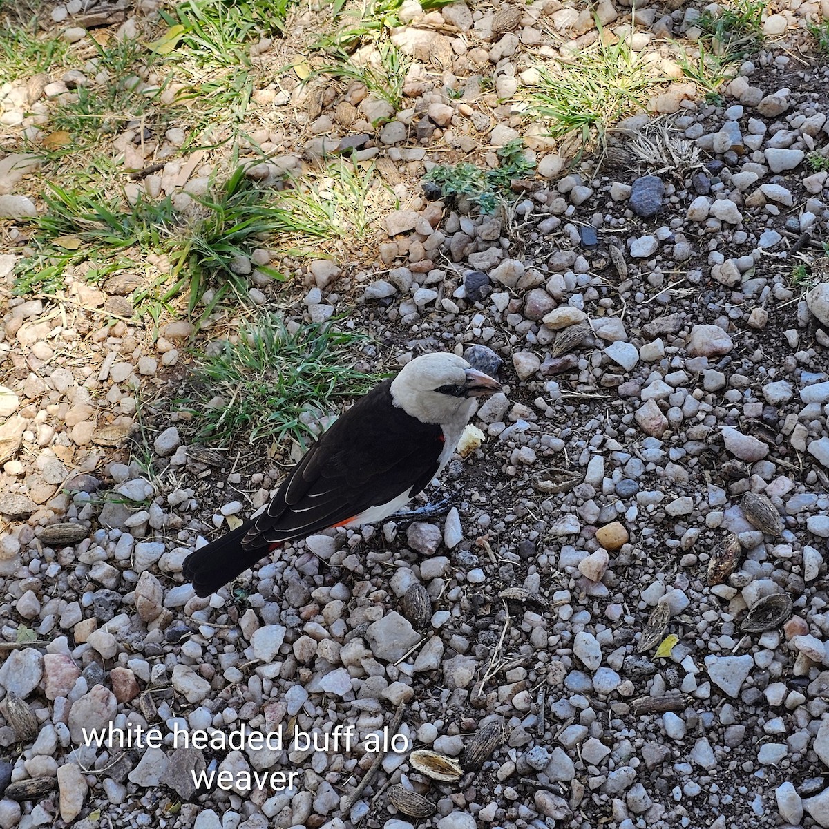 Alecto à tête blanche - ML643593512