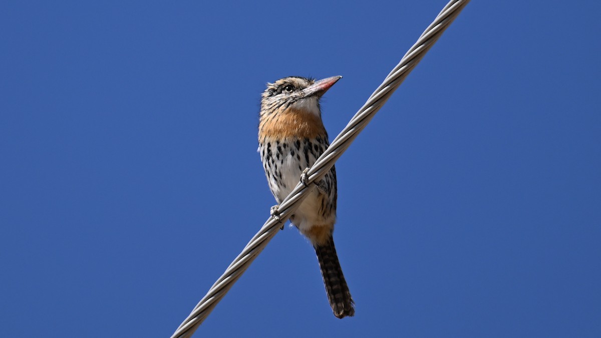 Tamatia tamajac (striatipectus) - ML643593515