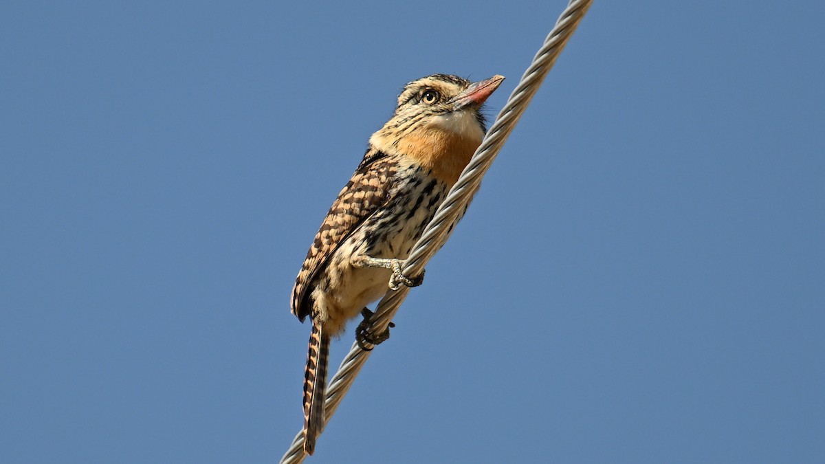 Tamatia tamajac (striatipectus) - ML643593518