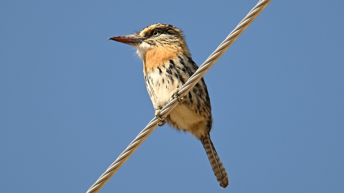 Tamatia tamajac (striatipectus) - ML643593539