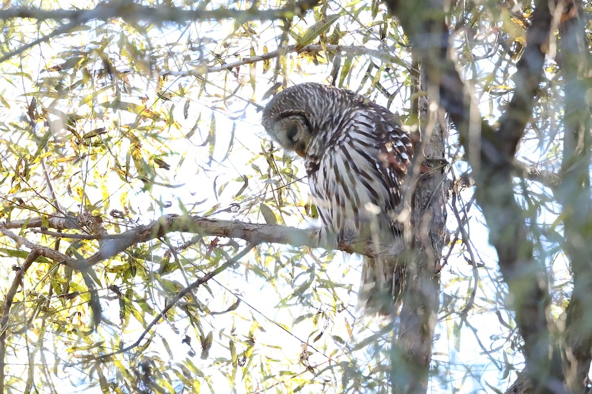 Barred Owl - ML643593541