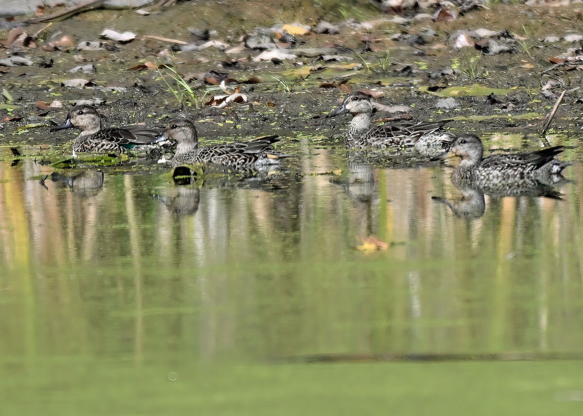 Green-winged Teal - ML643593547