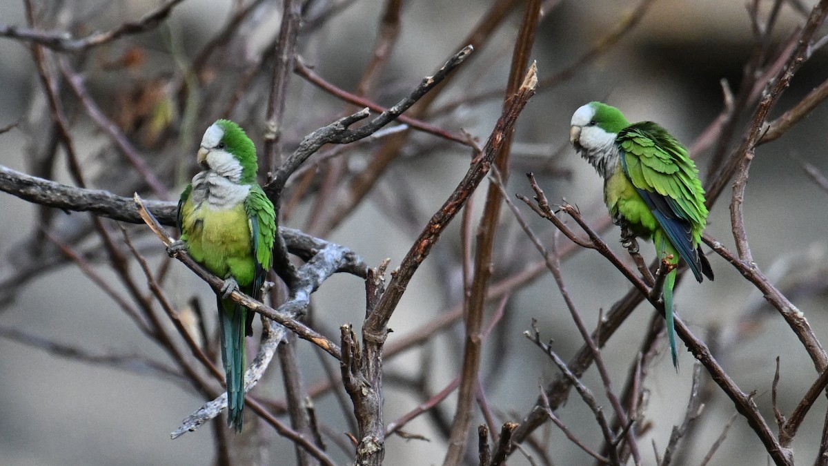 Monk Parakeet (Cliff) - ML643593548