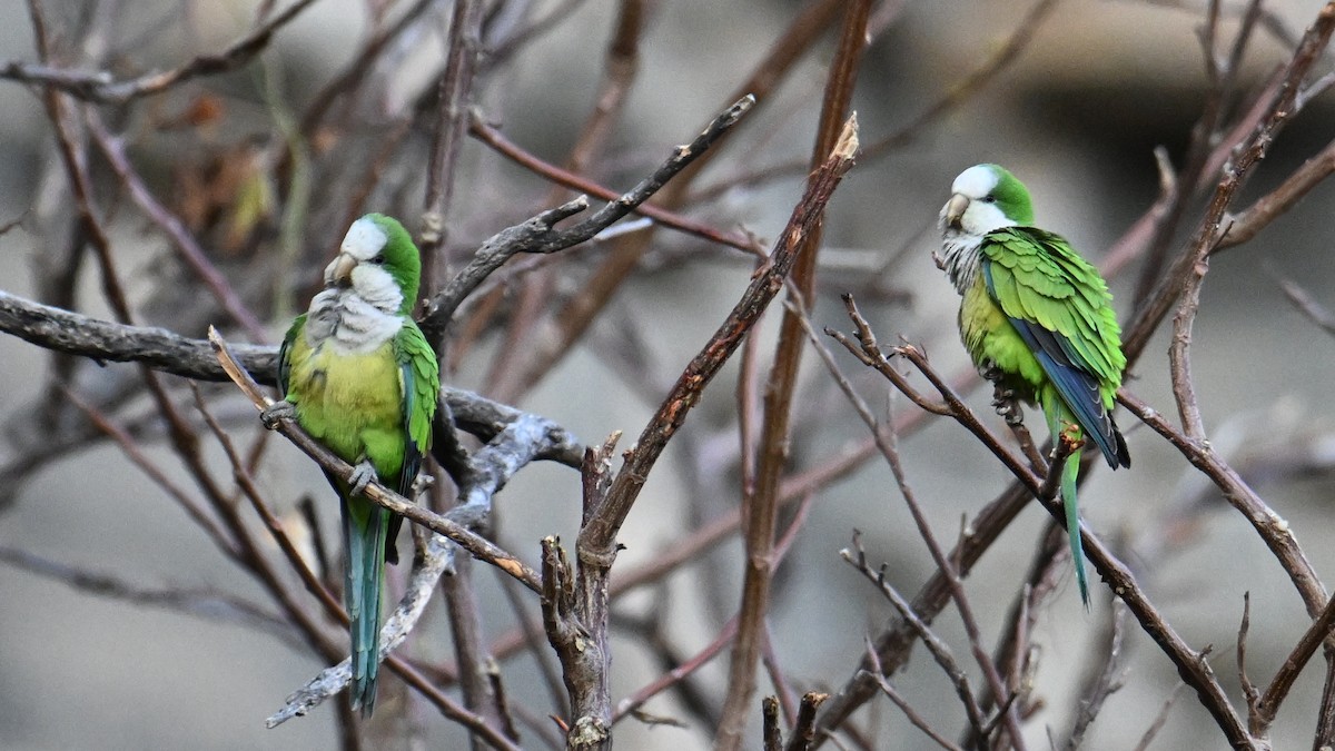 Monk Parakeet (Cliff) - ML643593550