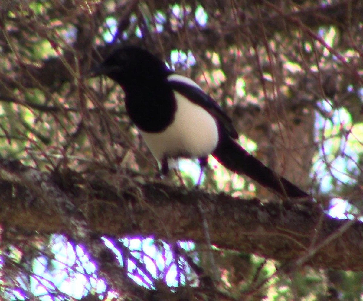 Black-billed Magpie - ML643593553