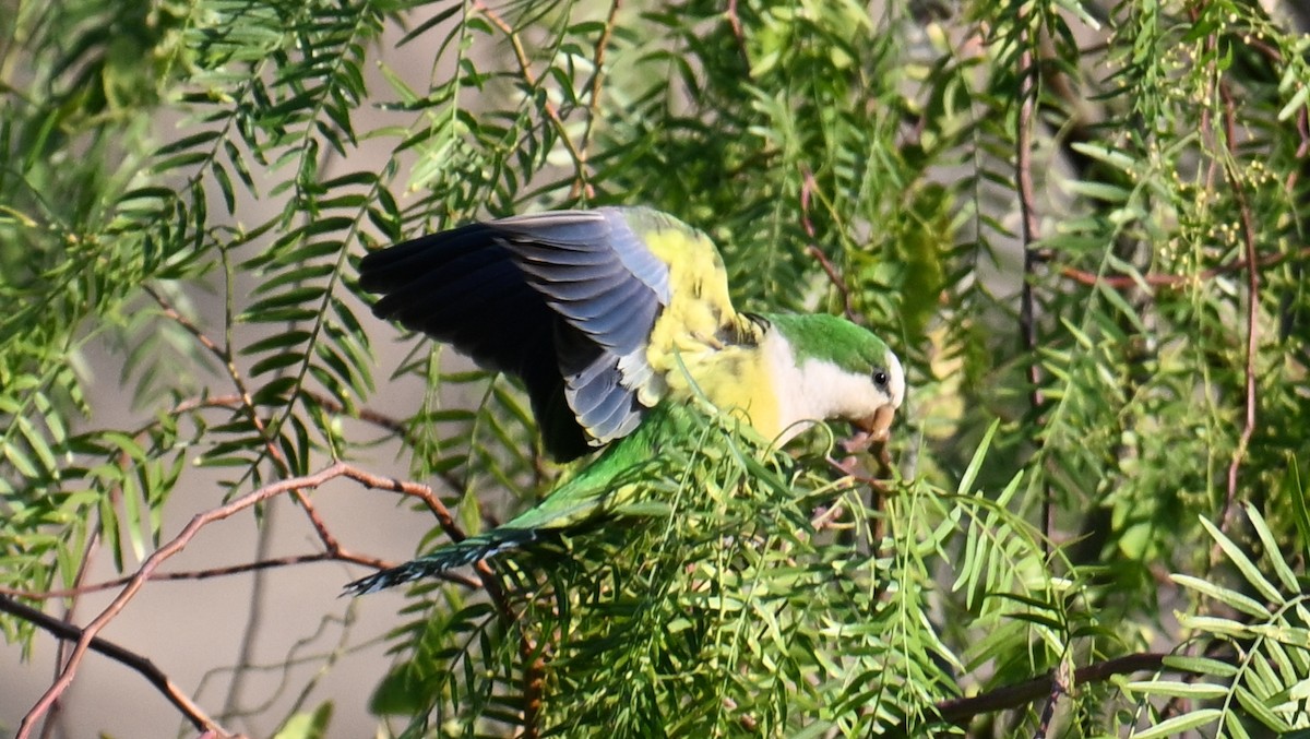 Monk Parakeet (Cliff) - ML643593555