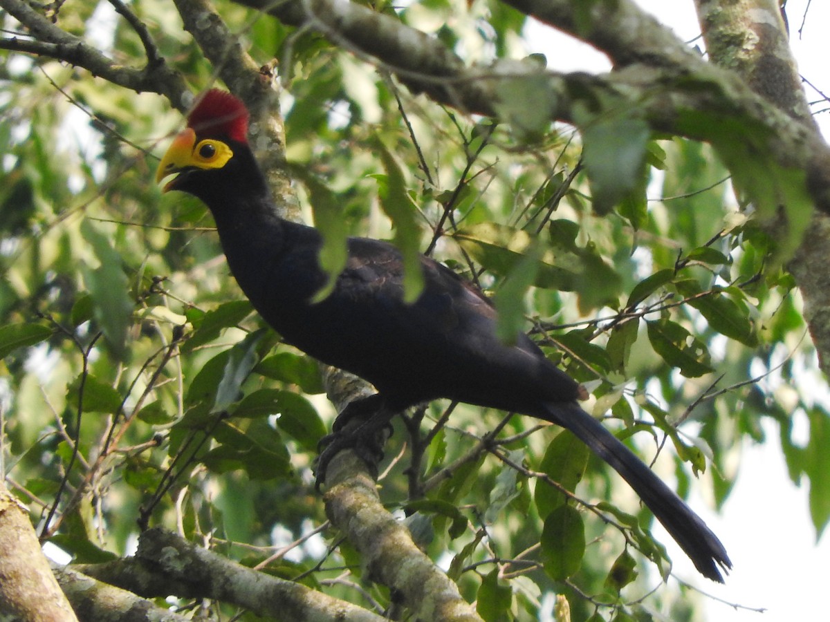 Турако червоночубий - ML643593561