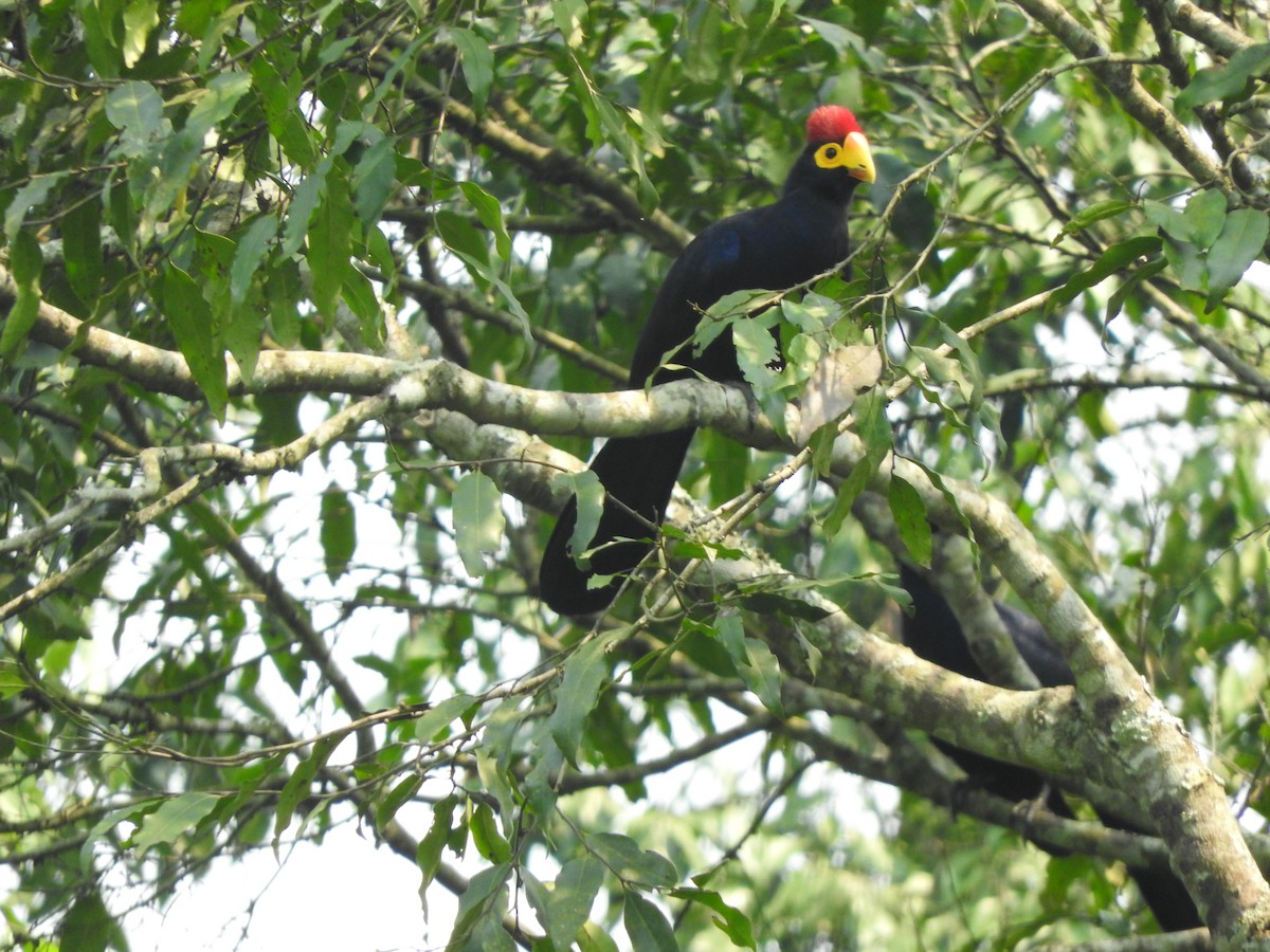 Турако червоночубий - ML643593562