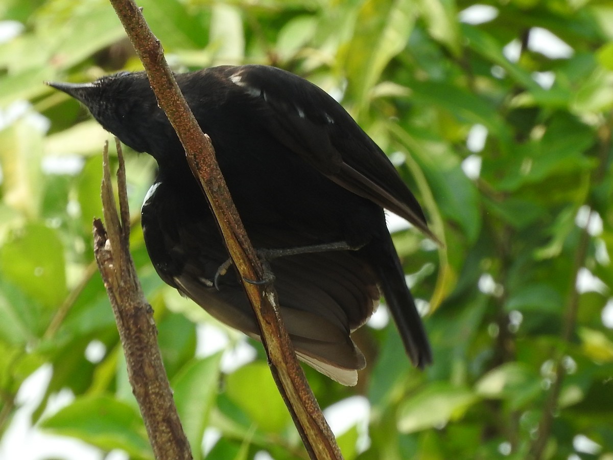 Sooty Chat - ML643593567