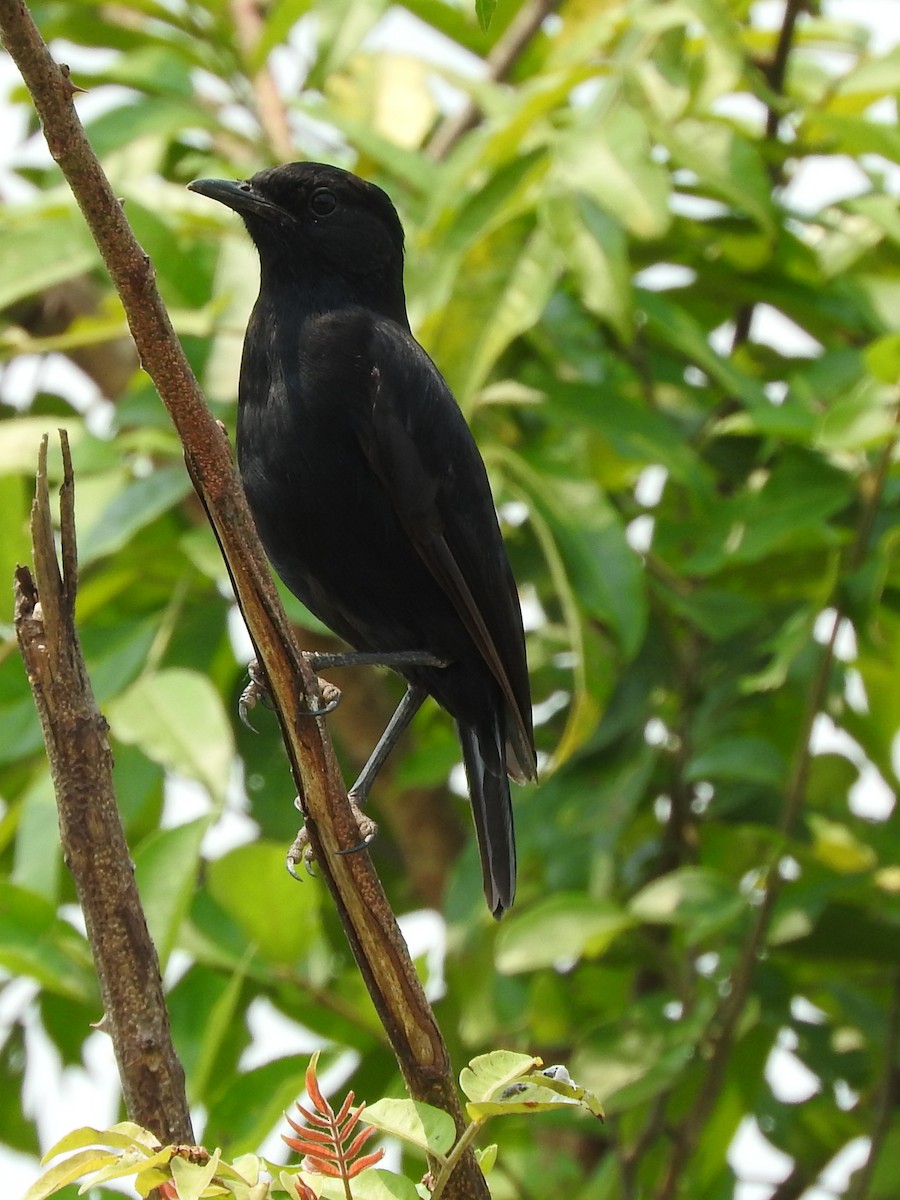 Sooty Chat - ML643593568