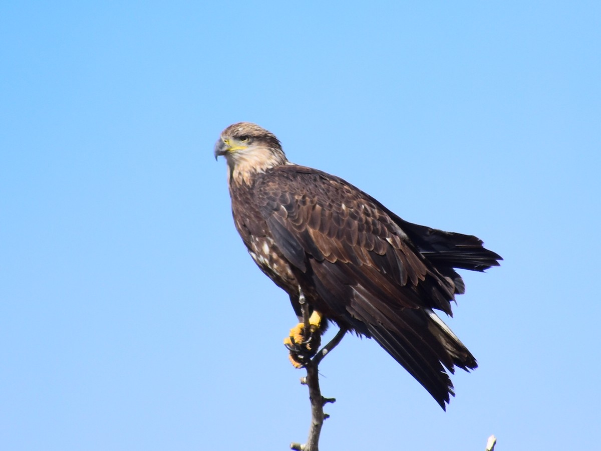 Weißkopf-Seeadler - ML643593585