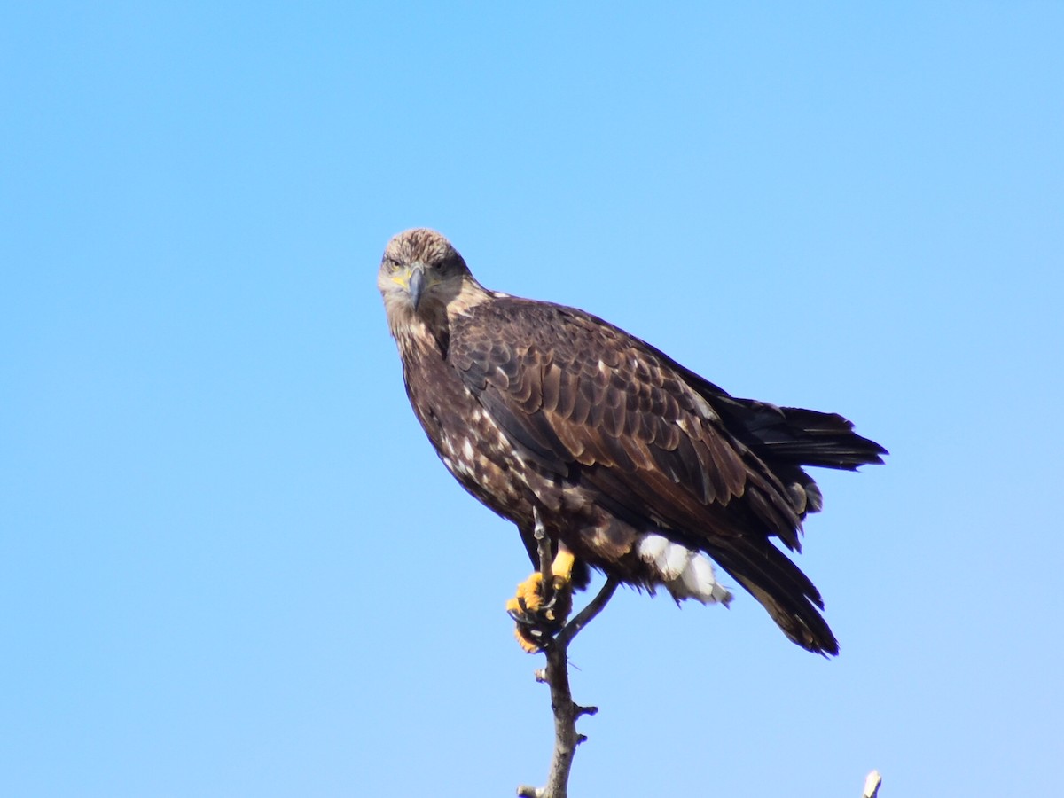 Weißkopf-Seeadler - ML643593587