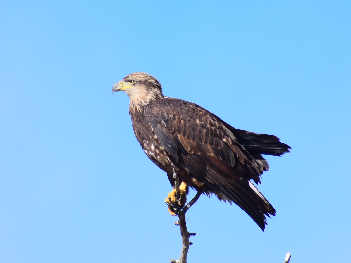 Weißkopf-Seeadler - ML643593592