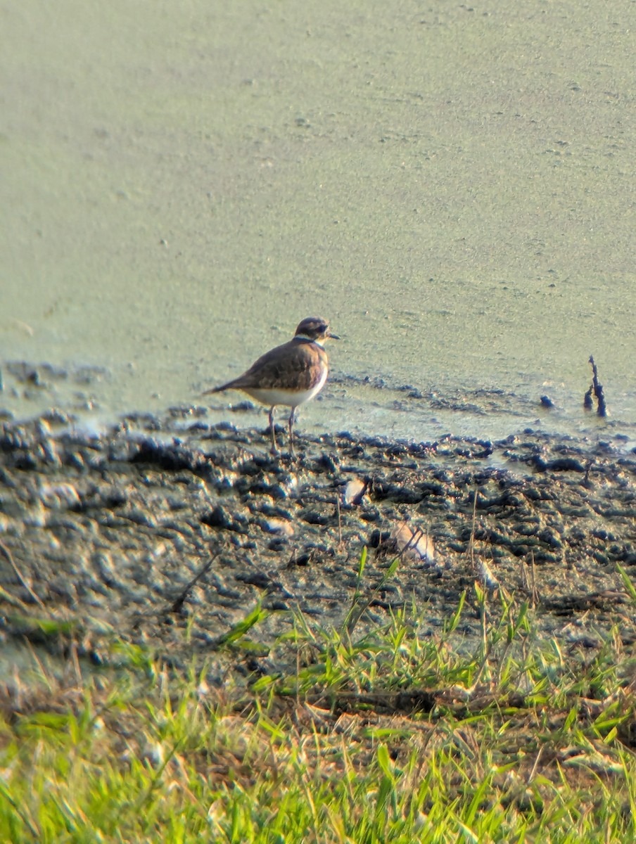 Killdeer - ML643593602
