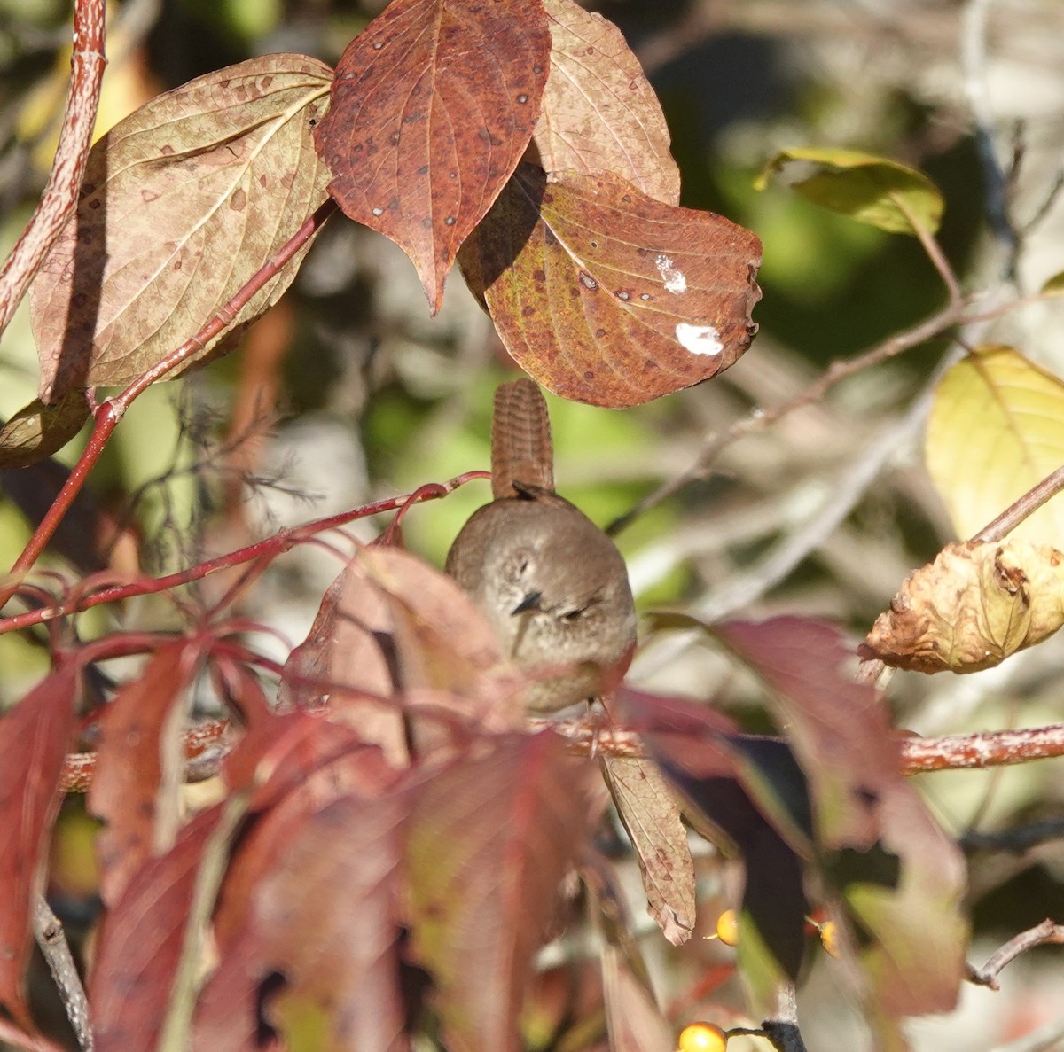 Northern House Wren (Northern) - ML643593606