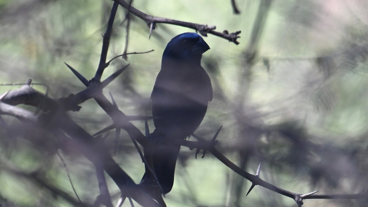 Ultramarine Grosbeak - ML643593617