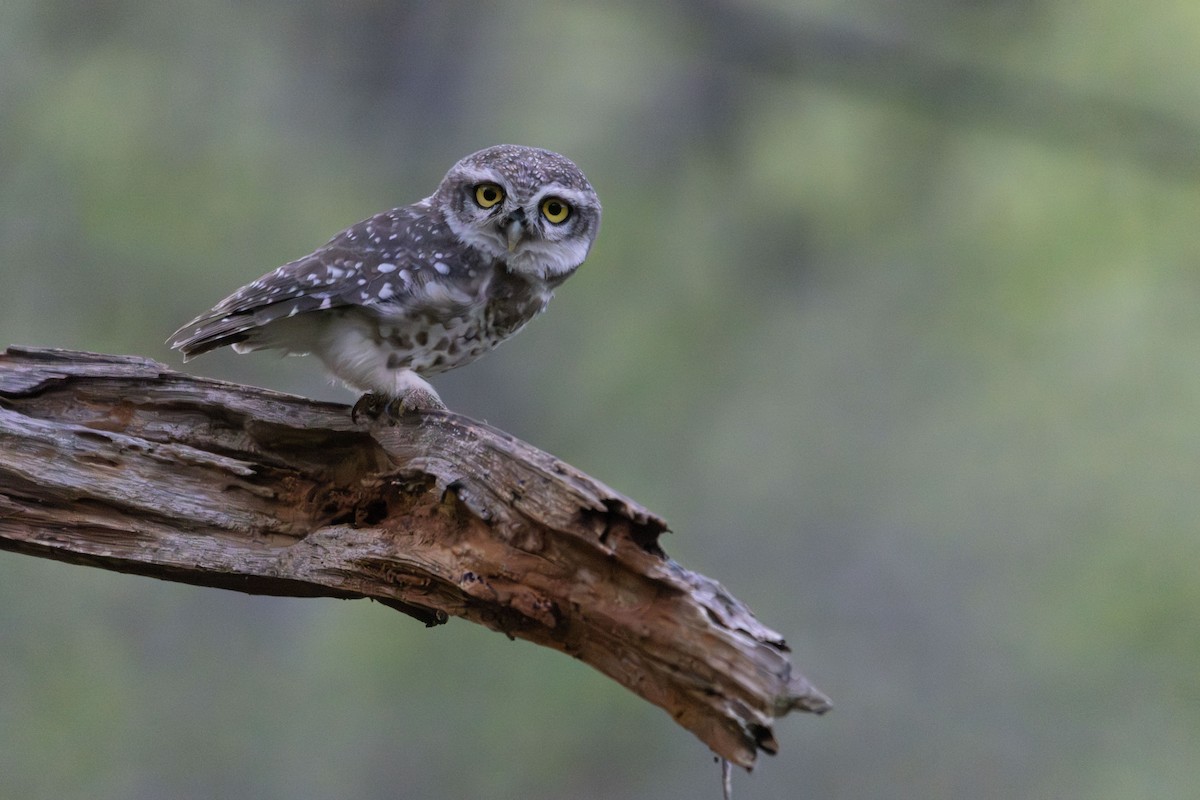 Spotted Owlet - ML643593623