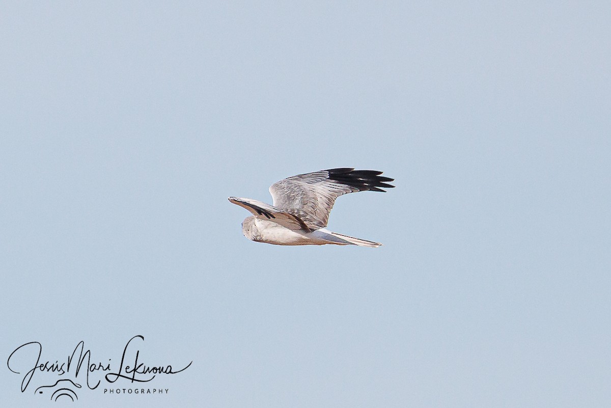 Hen Harrier - ML643593627