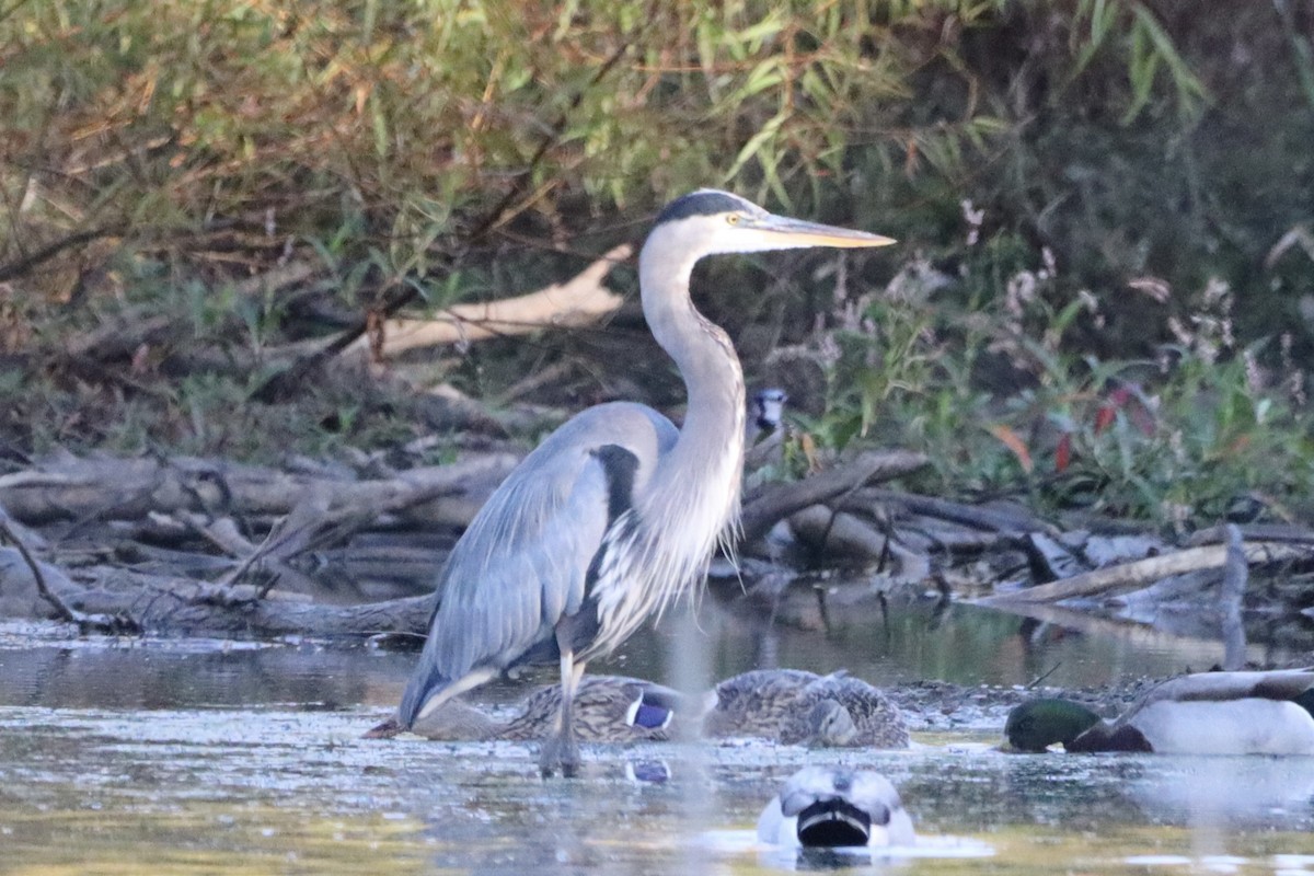 Great Blue Heron - ML643593630