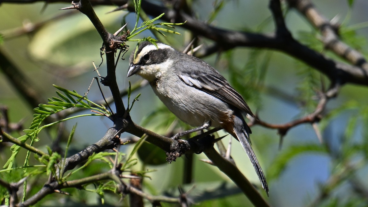 Ringed Warbling Finch - ML643593632