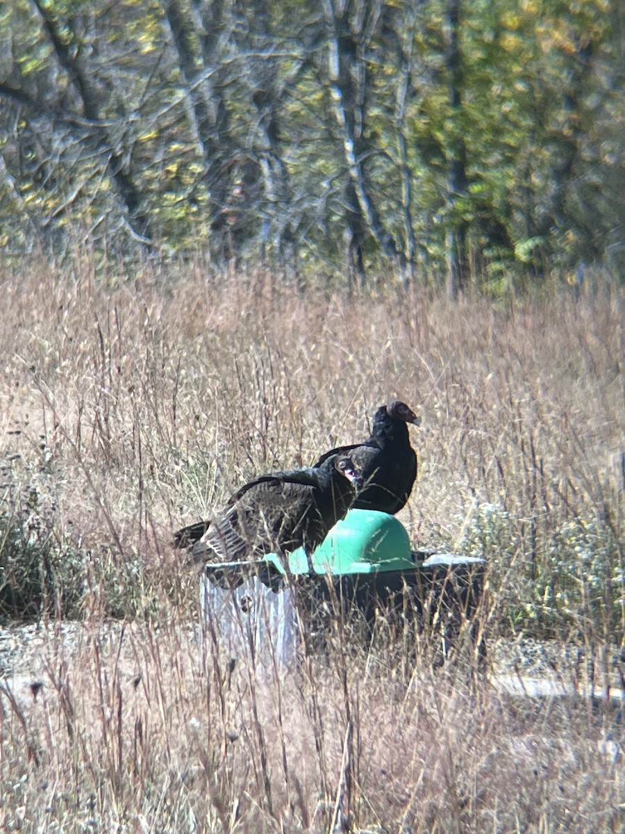 Turkey Vulture - ML643593639