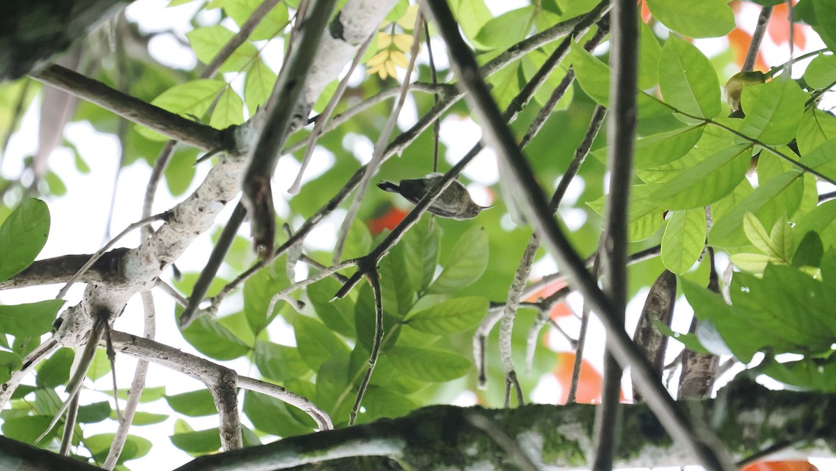 Crimson Sunbird - ML643593649