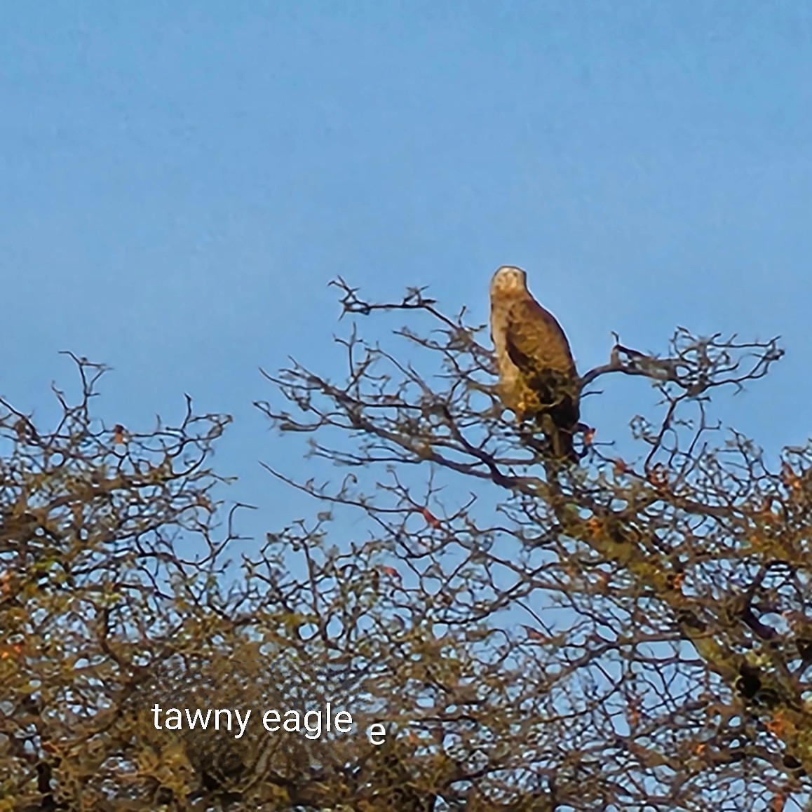 Tawny Eagle - ML643593655
