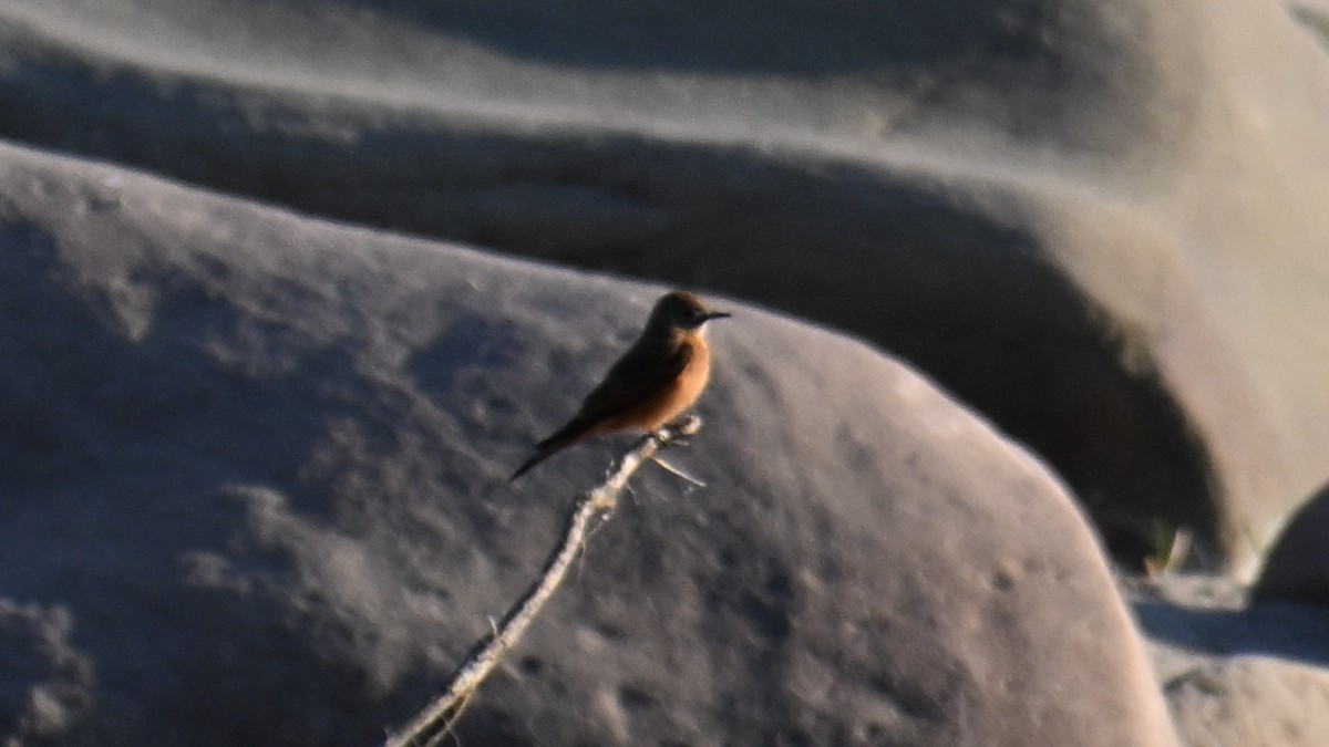 Cliff Flycatcher - ML643593674