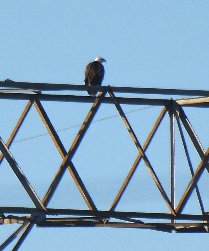 Weißkopf-Seeadler - ML643593678