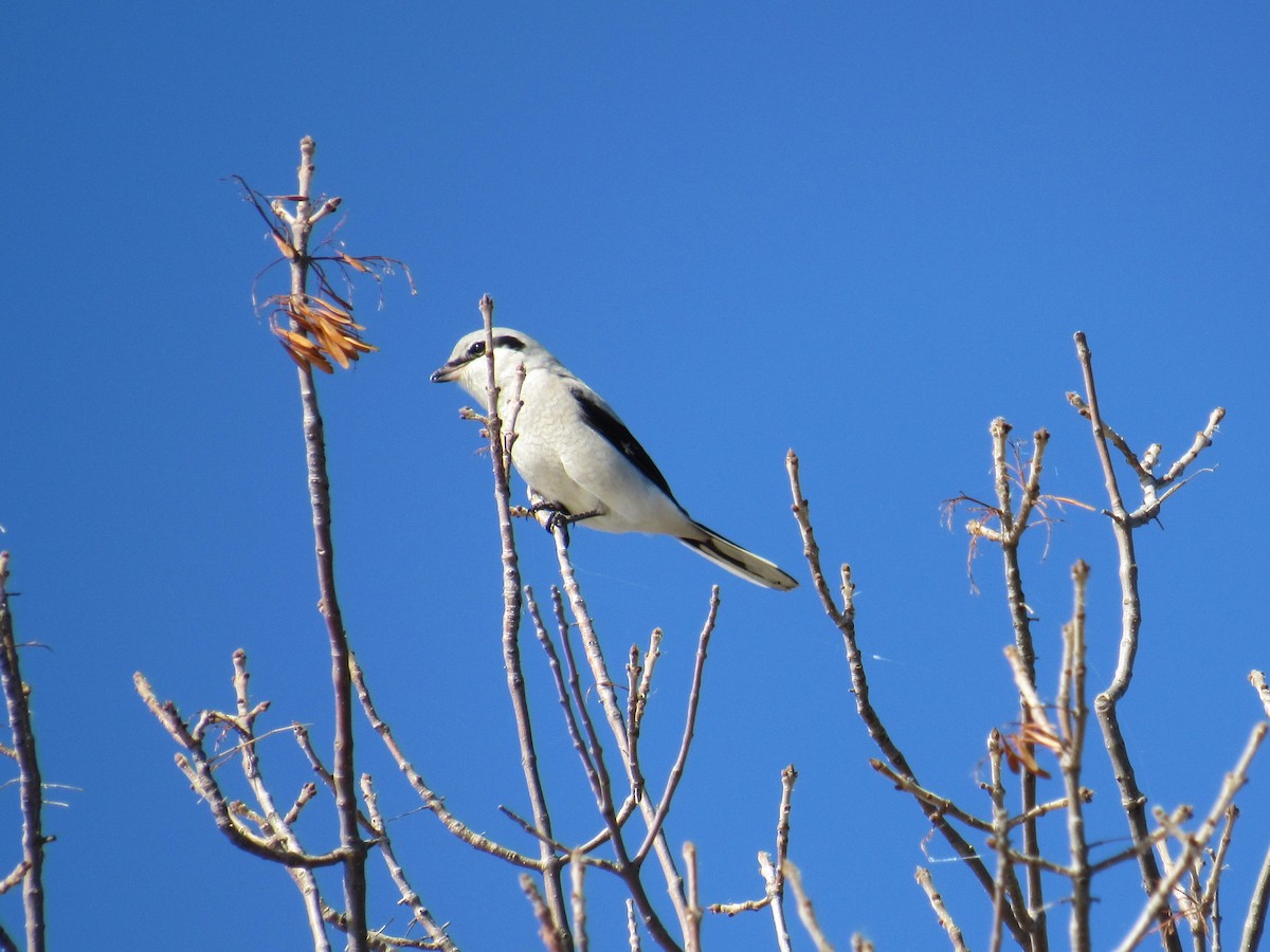 Northern Shrike - ML643593692