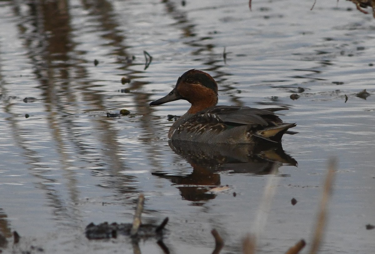 Green-winged Teal - ML643593693