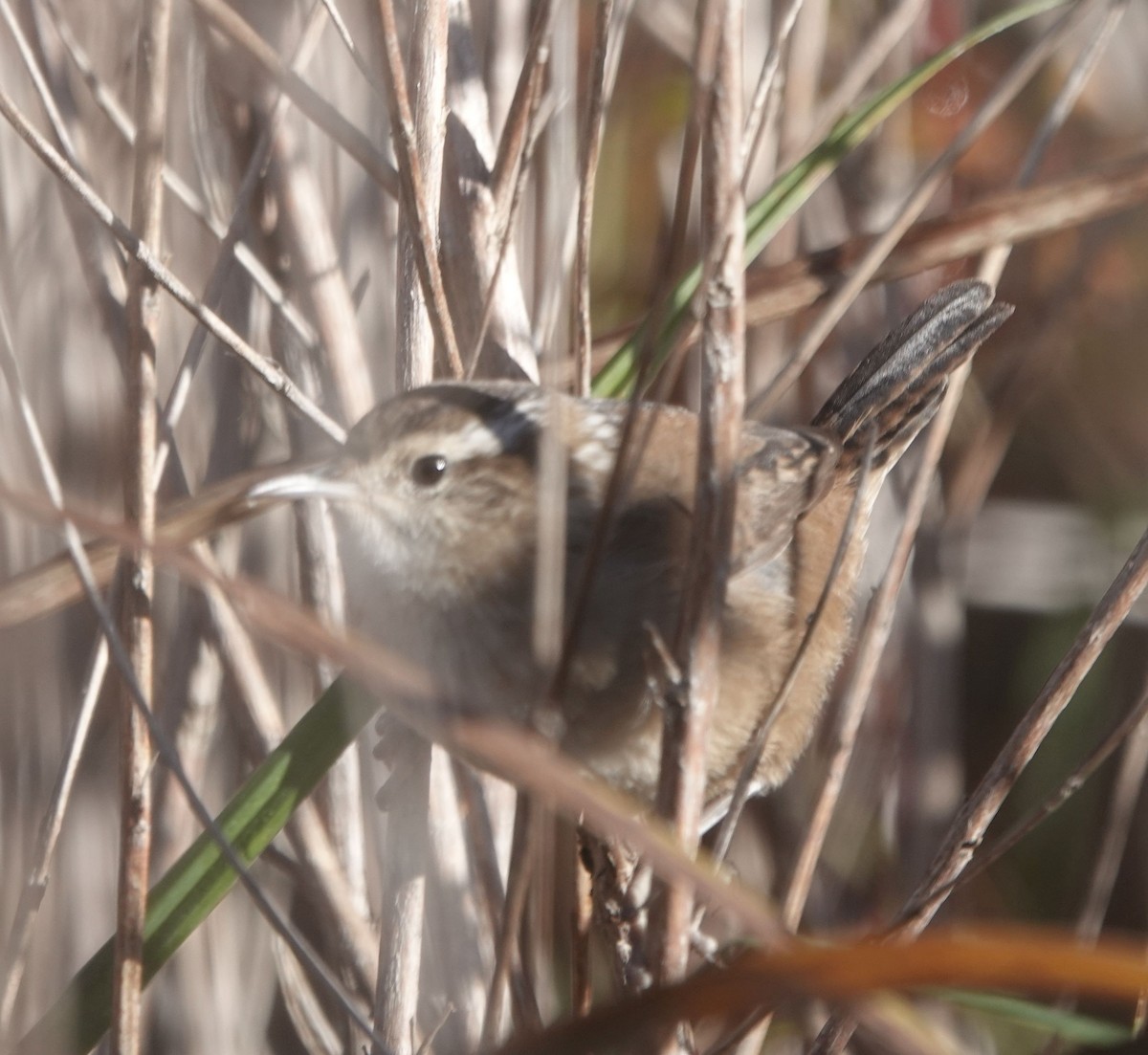 Marsh Wren - ML643593694
