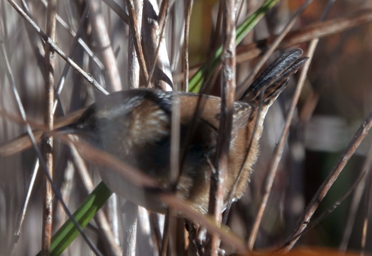 Marsh Wren - ML643593695