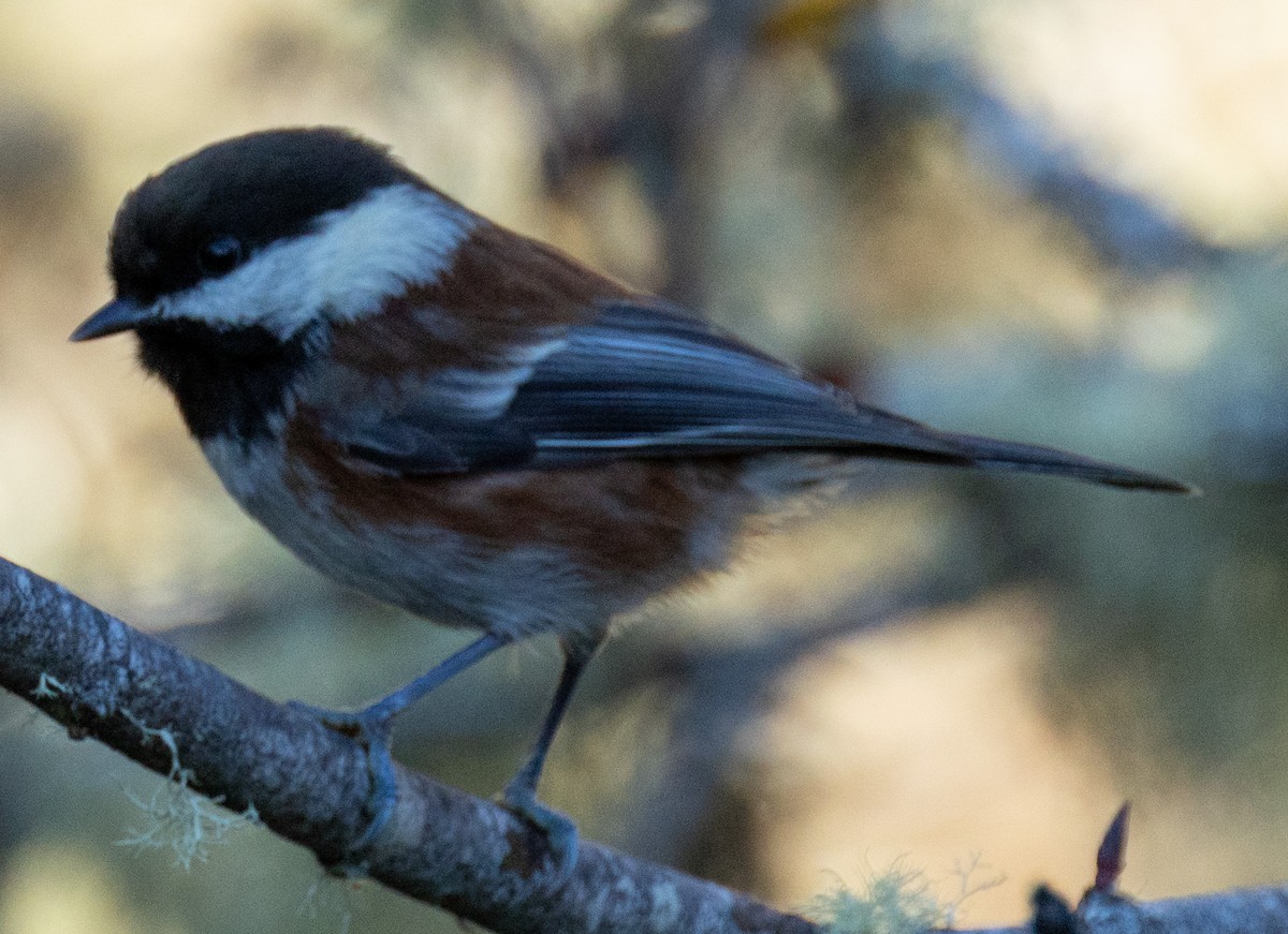 Chestnut-backed Chickadee - ML643593700