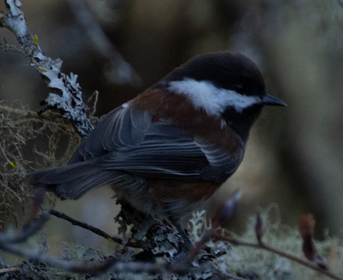 Chestnut-backed Chickadee - ML643593701