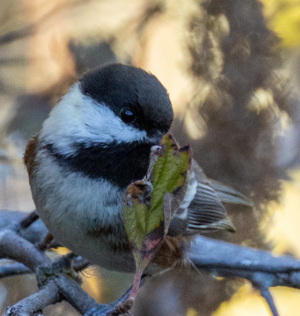 Chestnut-backed Chickadee - ML643593702